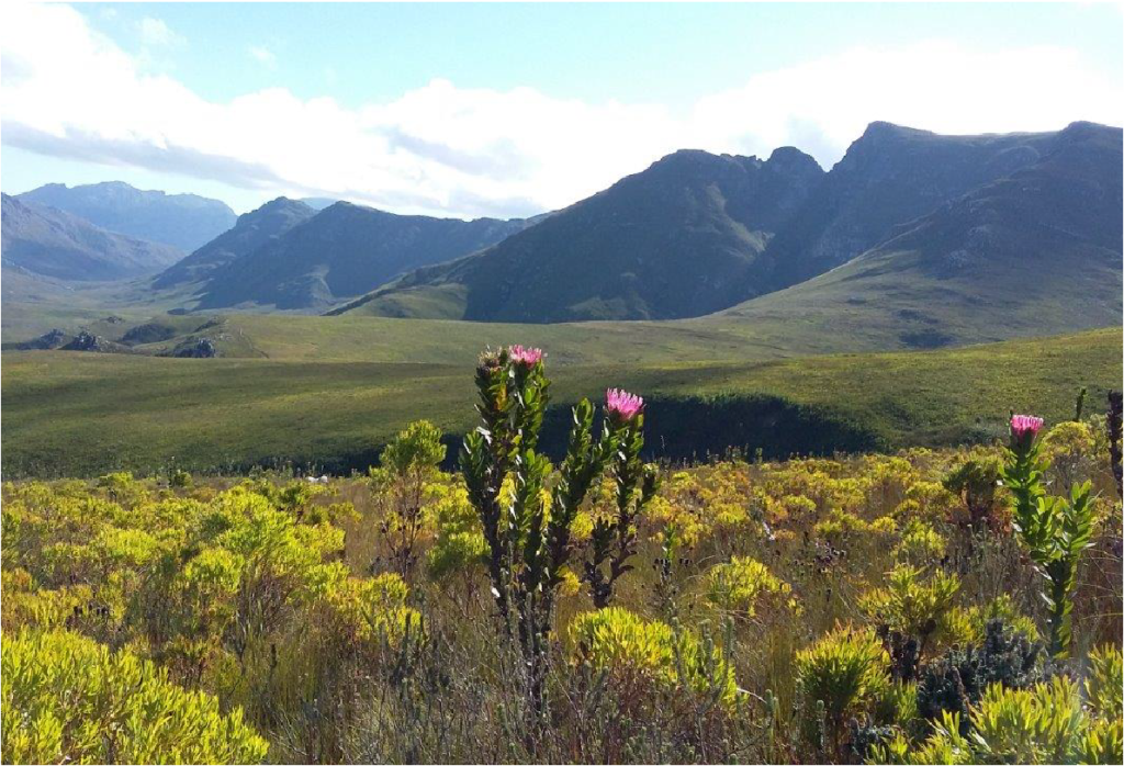 THINGS TO DO - KOGELBERG NATURE RESERVE
