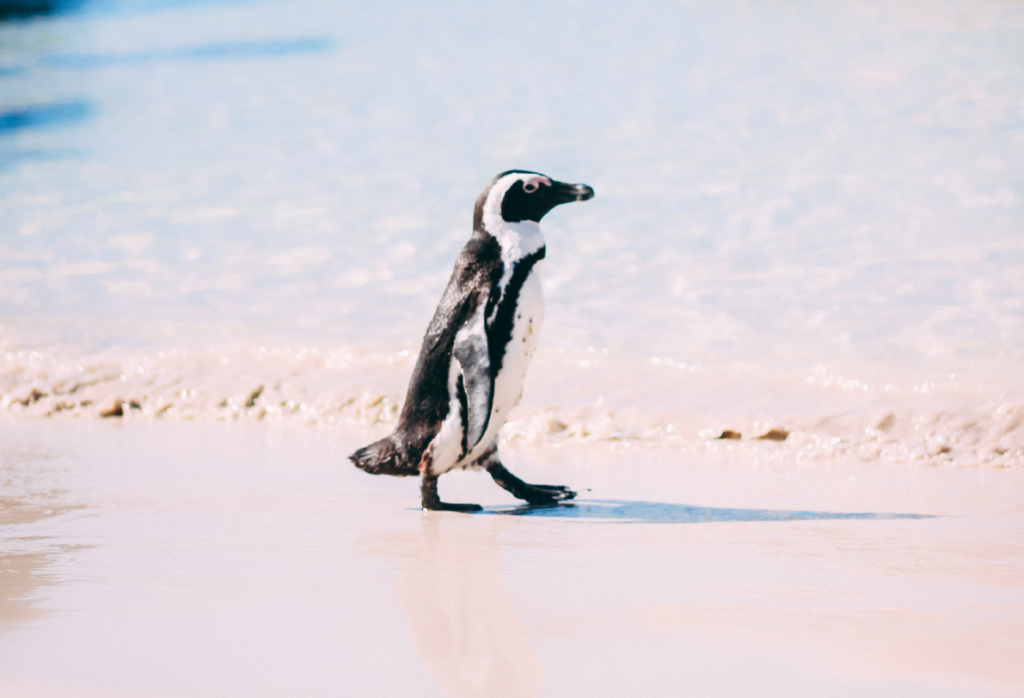 THINGS TO DO - PENGUINS AT BETTYS BAY