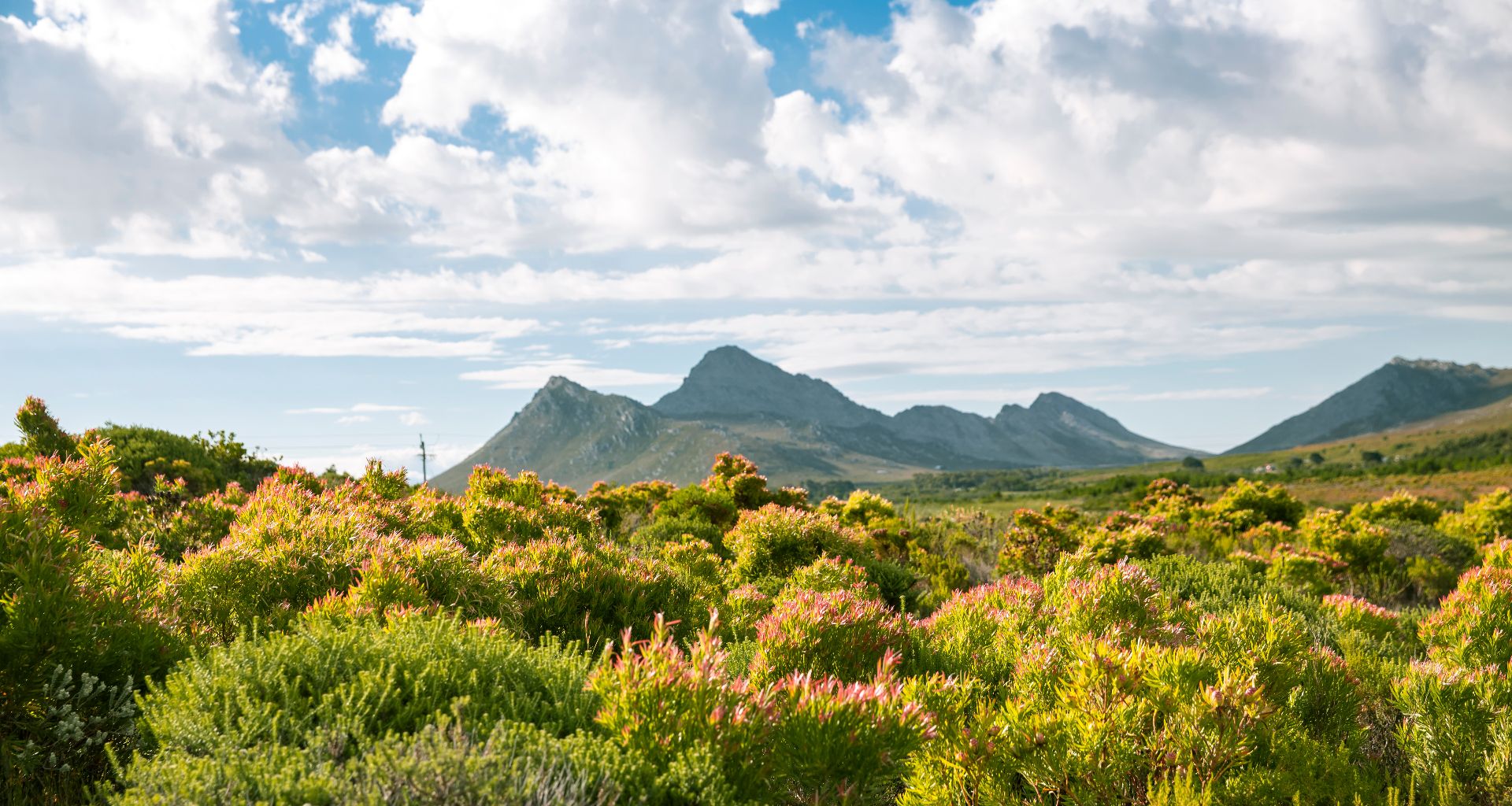 Pringle Bay fynbos landscape