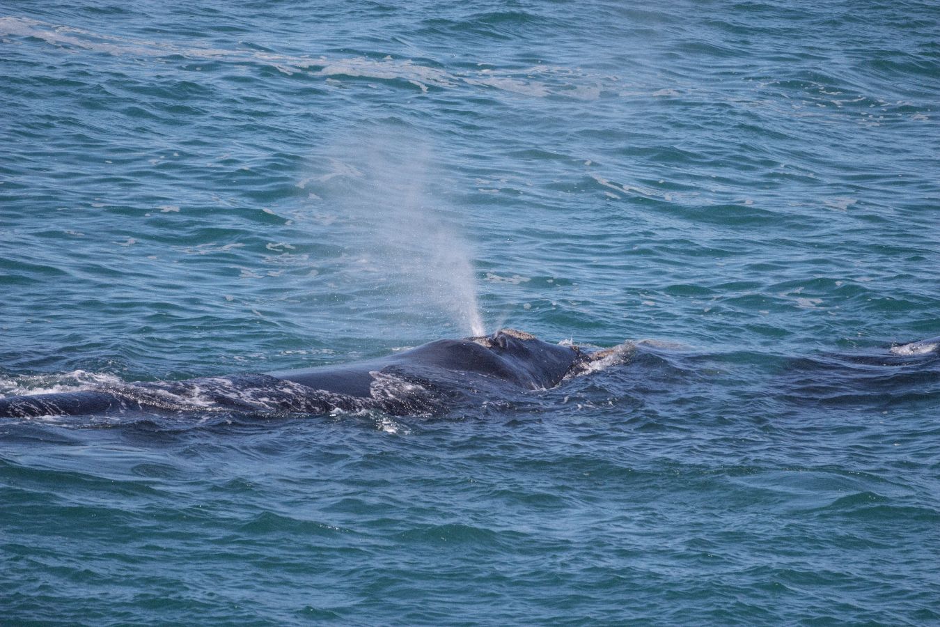 Whale season along the Overberg Coast